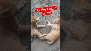 Tingkah Kucing