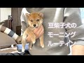 豆柴子犬と過ごすモーニングルーティン！