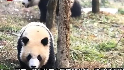 旅日大熊貓香香飛抵成都，來看看新家長什麼樣 - 天天要聞