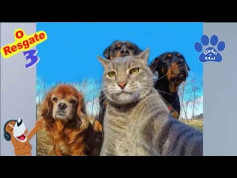 Animais engraçados - Cães e gatos engraçados - Binho e Mel #67