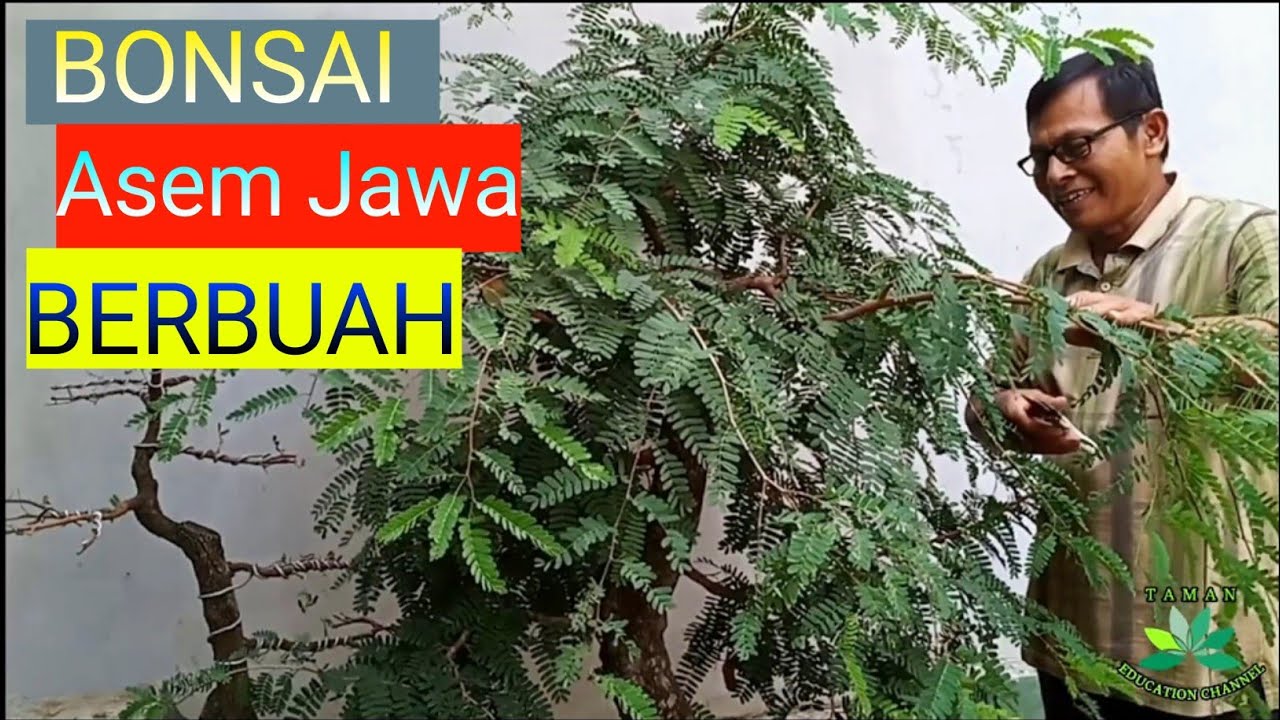 Cara Membuat Bonsai Asem Jawa Part 2 Youtube