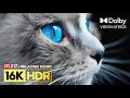 World's Insane OLED Challenger 16K HDR Dolby Vision 120FPS | Relaxing Music (8K/4K TV)
