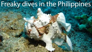 Freaky dives in the Philippines (HD)
