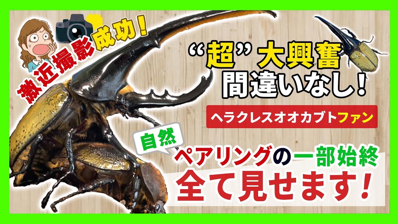 超接写撮影】ヘラクレスオオカブトが自然ペアリングするまでの一部始終 