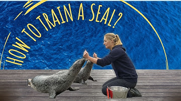 Animal training & positive reinforcement