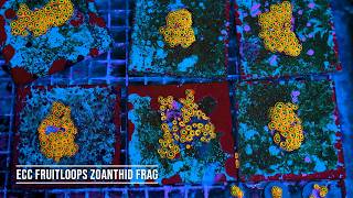 Stock Spotlight: ECC Fruitloops Zoanthid Frag