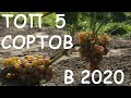 Мой ТОП 5 сортов для открытого грунта 2020. Беларусь