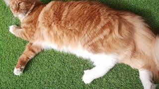 Maine Coons makes a worm dance! 🐱 #mainecooncat #mainecooncookie #mainecoon by Maine Coon Cookie 75 views 2 years ago 47 seconds