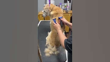 Buddy the Golden Retriever Deshedding by The Super Groomer #doggroominglife #dog #grooming