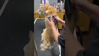 Buddy The Den Retriever Deshedding By The Super Groomer