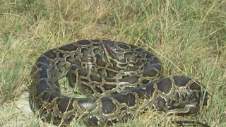 Florida Python Challenge begins today for 2026!