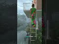 Living in the Ailao Mountains