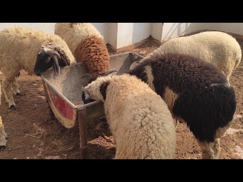ارباح مشروع الاغنام البرقي وهل مشروع الاغنام مربح