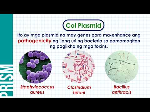 Video: Ano ang DNA recombination?