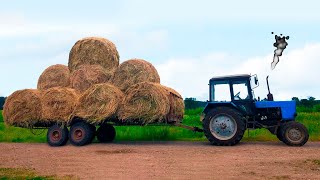 Синий ТРАКТОР едет и везет в прицепе сено на ферму