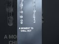 Icicles Melting - A Moment to Chill Out (Free to Use HD Stock Video Footage)