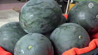 World's Most Expensive Watermelon - Japanese Black Watermelon Cultivation Black Watermelon Farm