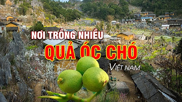 Quả Óc Chó Được Trồng Ở Đâu  - Óc Chó Hà Giang