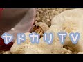 ベビーサイズのオカヤドカリの赤ちゃん　チビ太　Hermit crab 소라게　亚德卡里