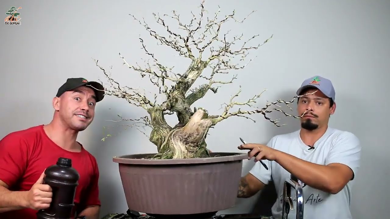 BONSAI DE CALLIANDRA ESPINOSA FRATERNAL E NOVA ESCOLA PECHIN ABC DO BONSAI