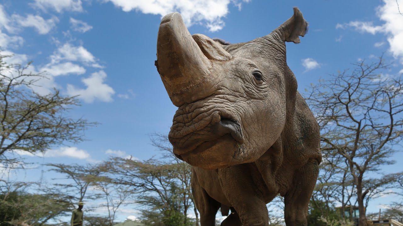 Sudan, the Last Male Northern White Rhino, Dies in Kenya