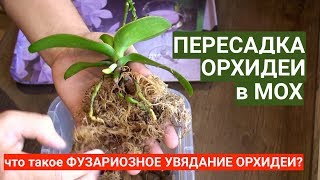 ПЕРЕСАДКА ОРХИДЕИ в МОХ СФАГНУМ как продлить жизнь не живому мху для орхидей и что такое ФУЗАРИОЗ