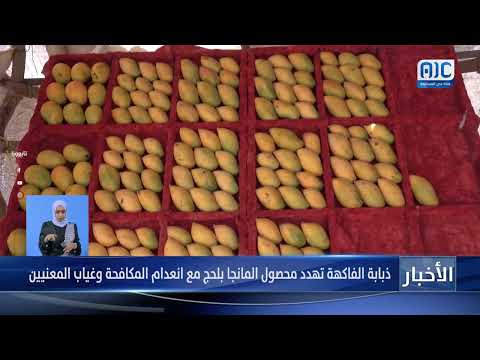 تقرير | ذبابة الفاكهة تهدد محصول المانجا بلحج مع انعدام المكافحة وغياب المعنيين