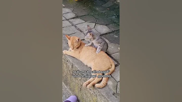 Video 4756801: laugh funny cats compilation, compilation amazing