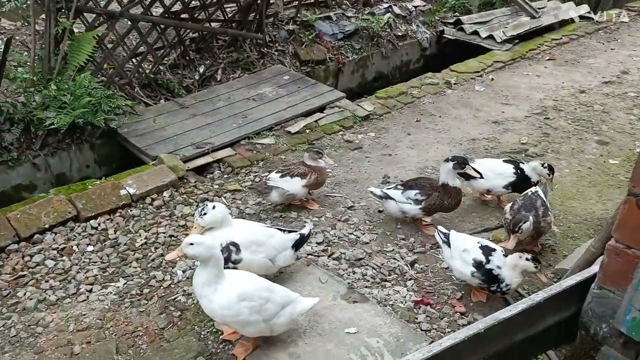 "FARMYARD BUZZ: HUNGRY DUCKS & NESTING HEN IN ACTION!" "Mother hen nesting and hungry ducks waiting"