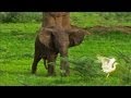 Elephant Behavior and Human Interaction