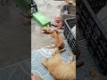 bầy mèo con đại chiến #nongthon #cat #thucung #dongvat #animals #giadinh #vatnuoi #meocon#meomeo