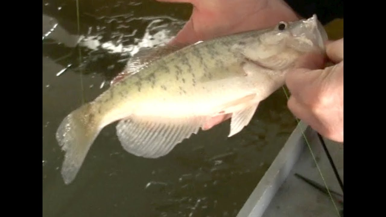 Wintertime Crappie * Fishing heated docks with jigs. 