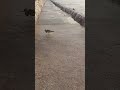 Turnstone bird feeding close up #subscribe #share #like #birds