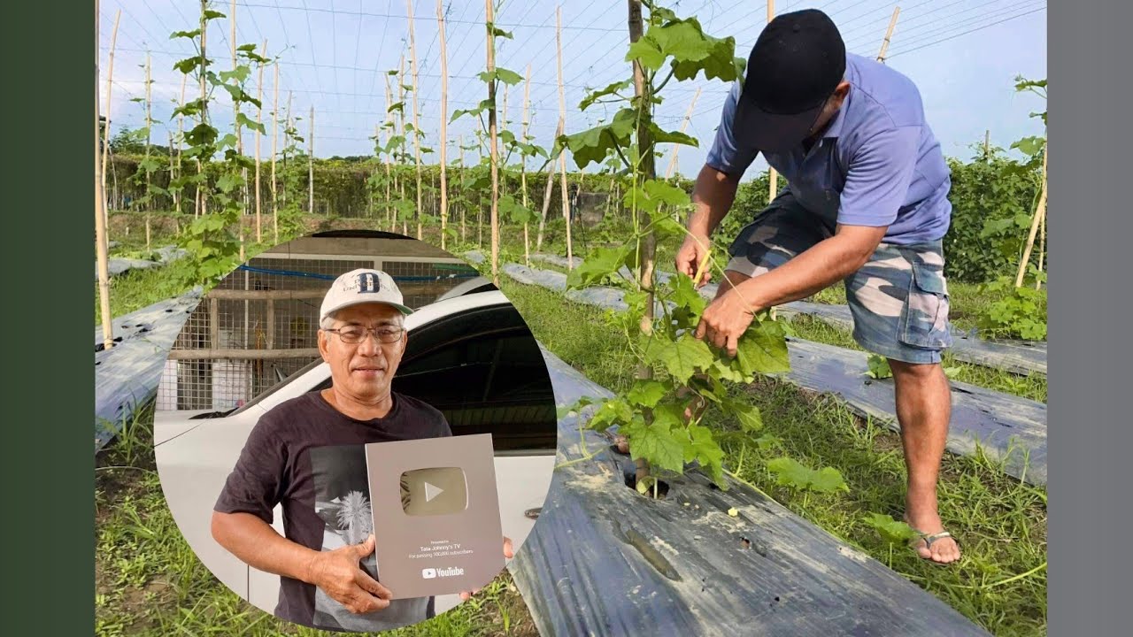 PATOLA PRUNING + SILVER PLAY BUTTON