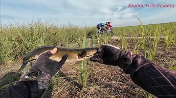 Câu cá lóc Tân Phú Đông Tập #108 Mương sả nước đen cá ăn mạnh sau mưa/khiemtranfishing 