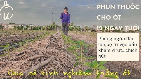 PHUN THUỐC CHO ỚT 12 NGÀY TUỔI  PHÒNG NGỪA ĐẦU LÂN, BỌ TRĨ ,VẸO ĐỌT ...CHÍCH HÚT