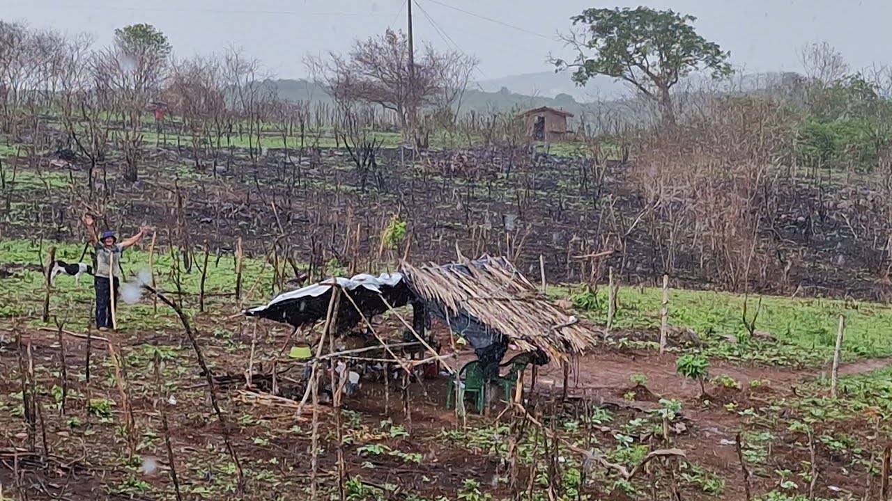 Temporal de Chuva 🌧 na roça🌽e agricultor pular de alegria com a chuva🌧🌦 molhando a lavoura🌽🥬🌧