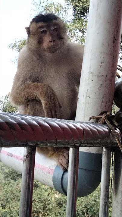 monyet nakal ingin ngegas 😁 #monyet #lucu #viral