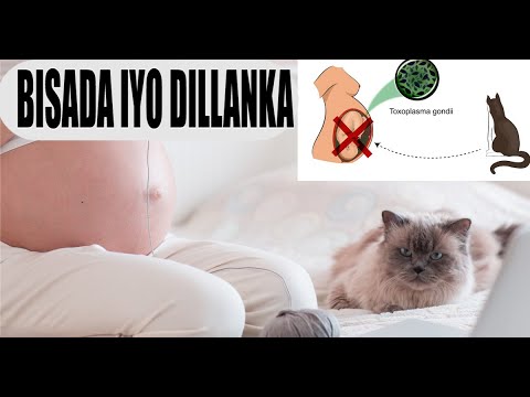 CUDURKA BISADAHA LAGA QAADO TOXIPLASMOSIS Dr Fahad Al Attas