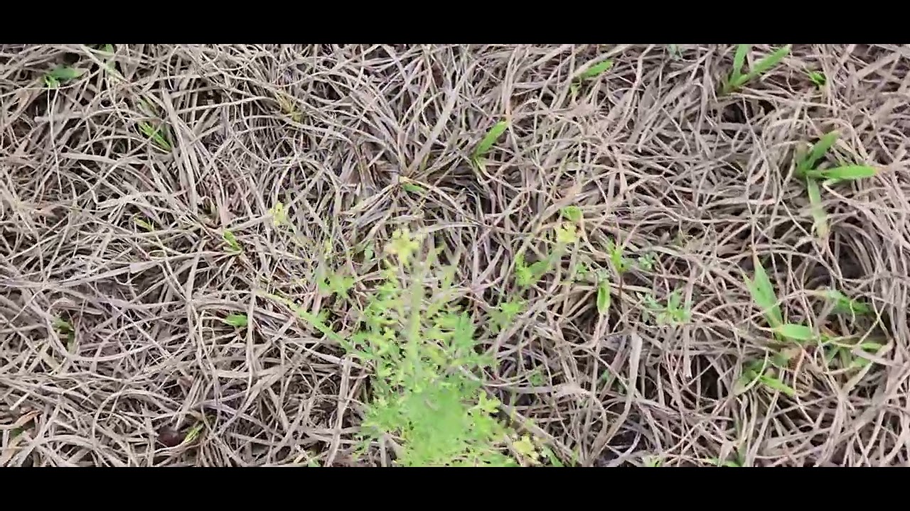Western tansymustard in a short grass prairie patch.
