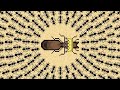 La meilleure volution de fourmilires au monde  pocket ants colony simulator