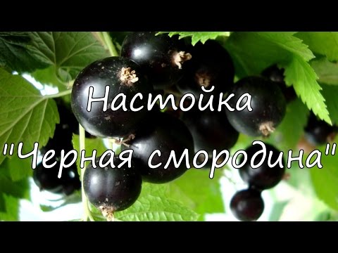 Настойка "Черная смородина".