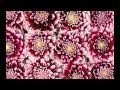 Pretty Cool Flowers Desktop Backgrounds