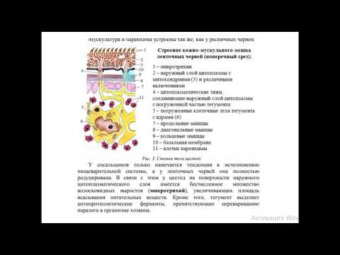 Ленточные черви или Цестоды Cestoidea