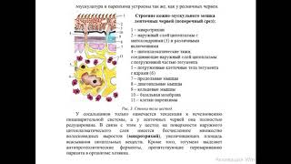 Ленточные черви или Цестоды Cestoidea