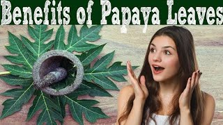 Surprising health benefits of Papaya leaf & juice 