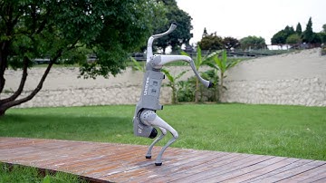 Unitree Go2 & B2 robotic  dog