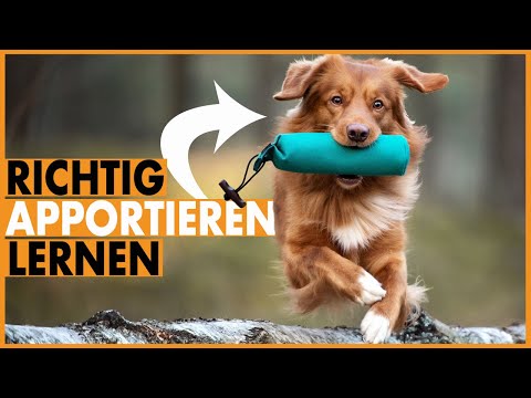 Video: Die Kraft, Hunde mit Markern zu trainieren