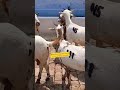 Barbari High Milking Goat&#39;s - #barbarigoatfarm #monuqureshi #bakripalan#goatfarminginindia #ytshorts