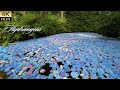 The Blue Sanctuary – Hydrangeas in full bloom 2025. 青の楽園 〜紫陽花が咲き誇る〜